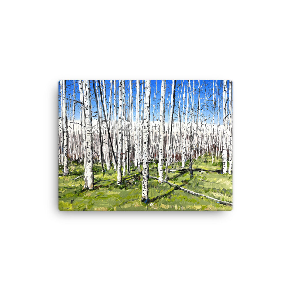 'Aspen Forest' -2023
