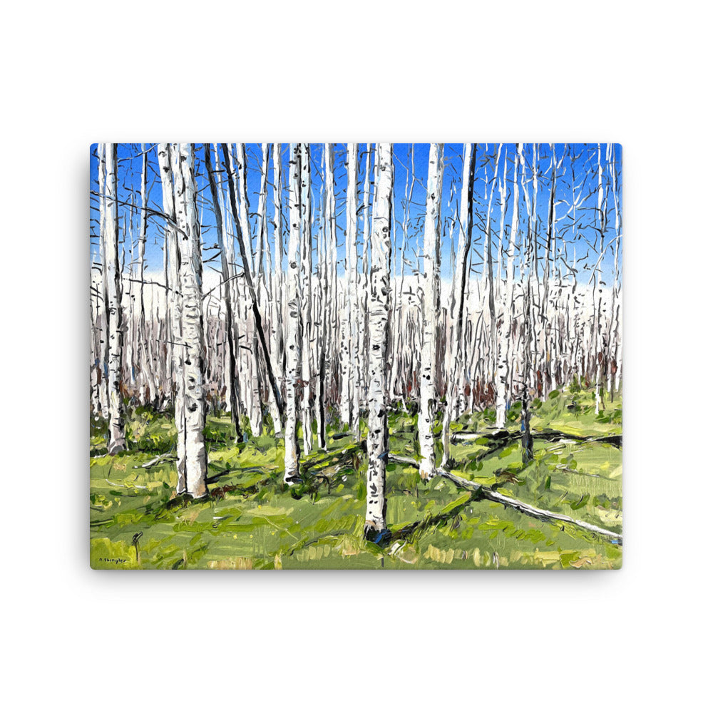 'Aspen Forest' -2023