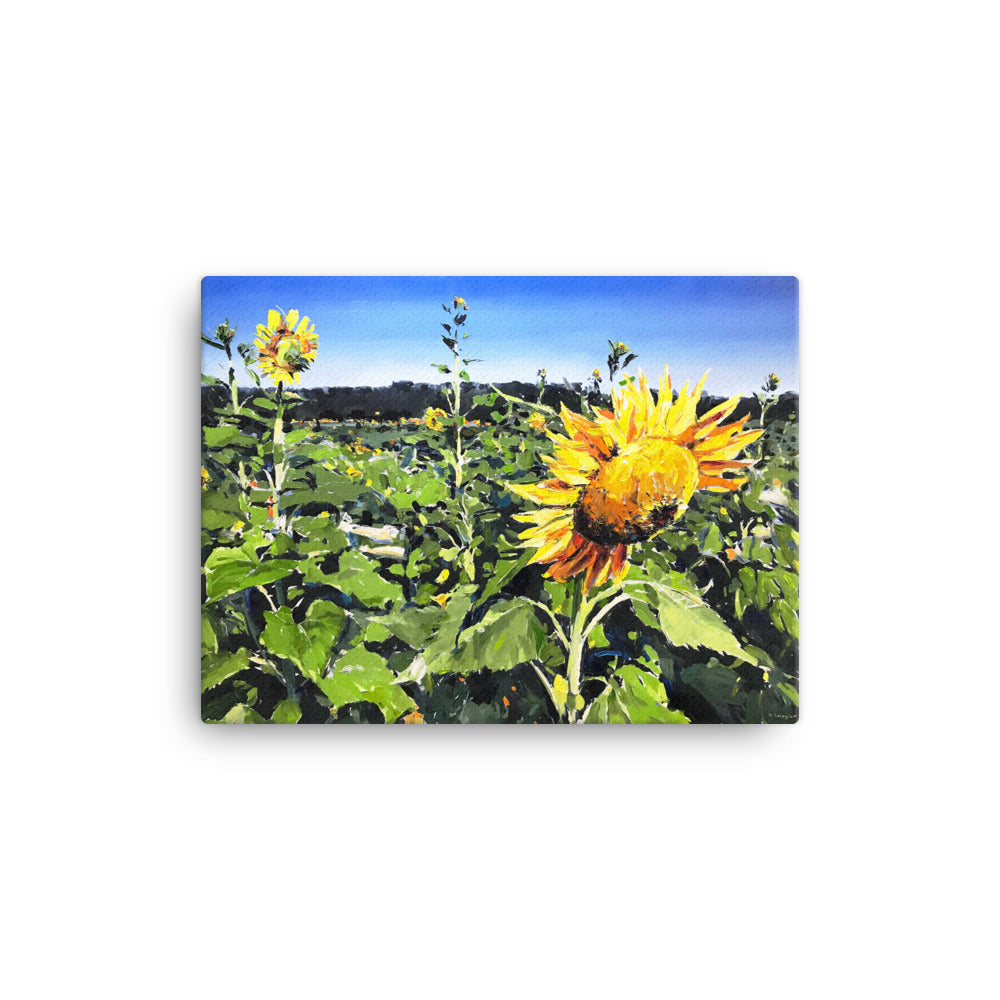 'Sunflower Field. NC' -2019