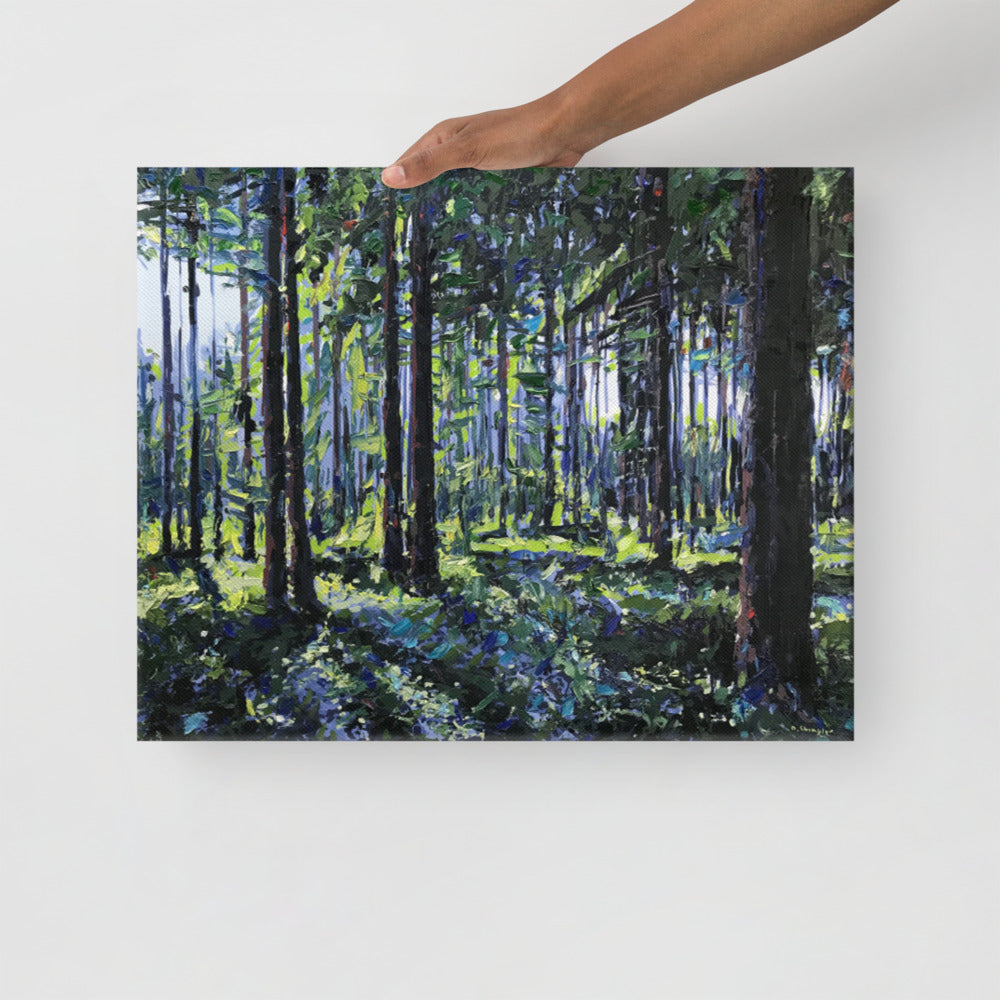 'Nantahala National Forest. NC' -2020