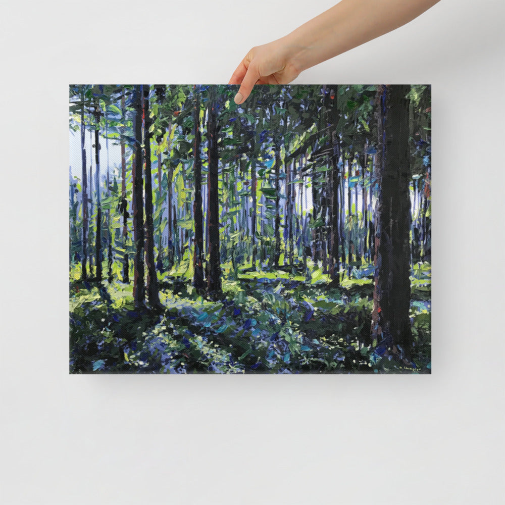 'Nantahala National Forest. NC' -2020