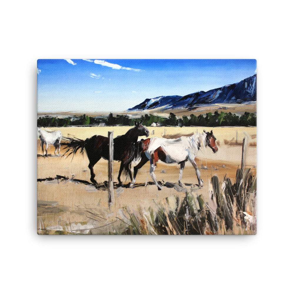 'Dancing Horses. Montana' -2018