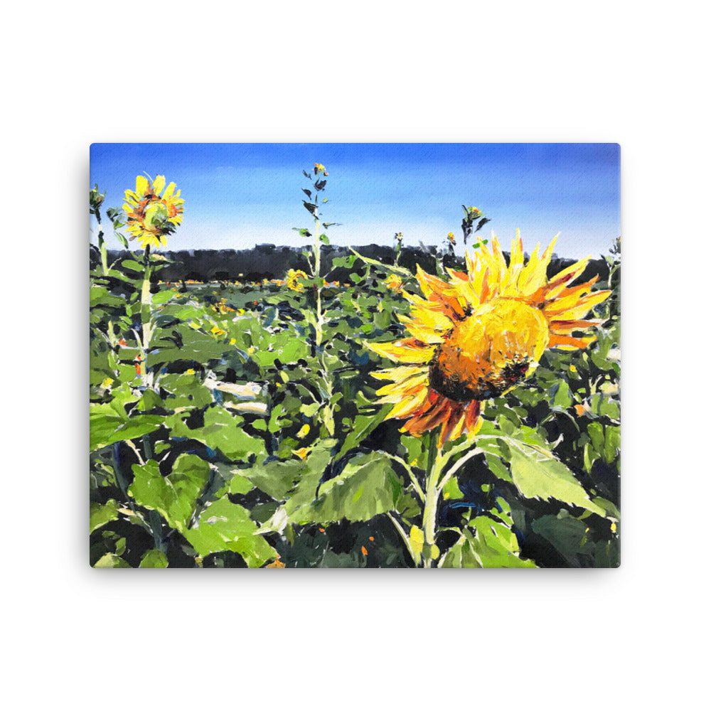 'Sunflower Field. NC' -2019