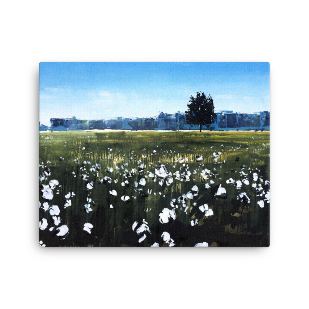'Cotton Field. NC' -2014
