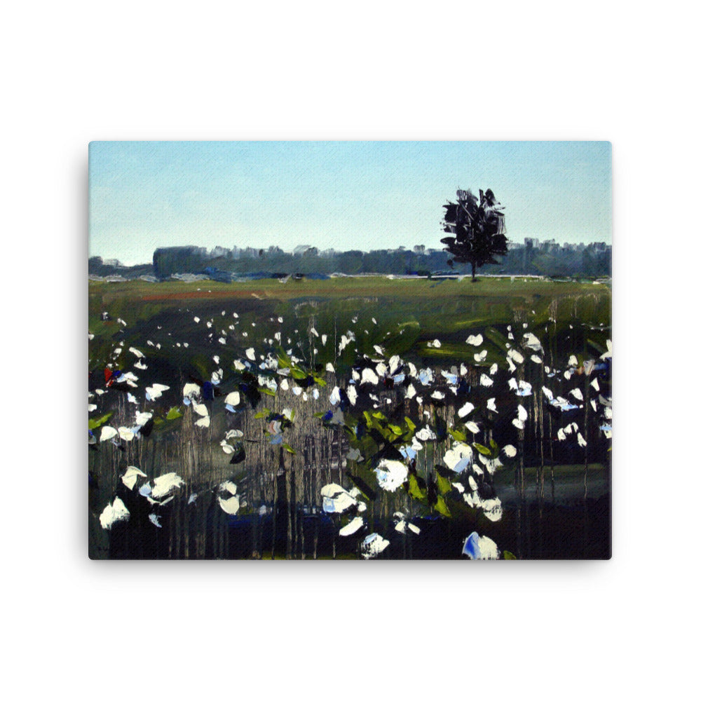'Cotton Field. NC' -2016