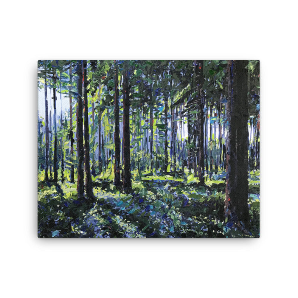 'Nantahala National Forest. NC' -2020