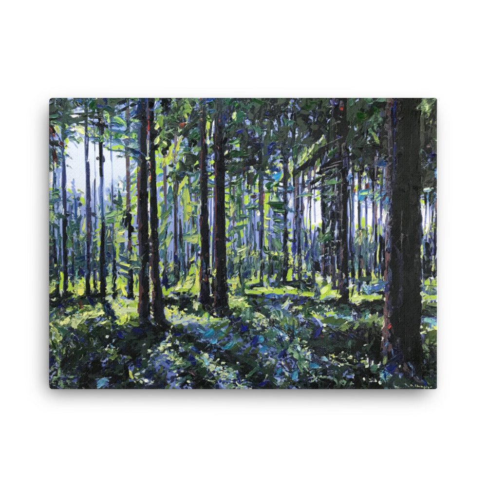 'Nantahala National Forest. NC' -2020