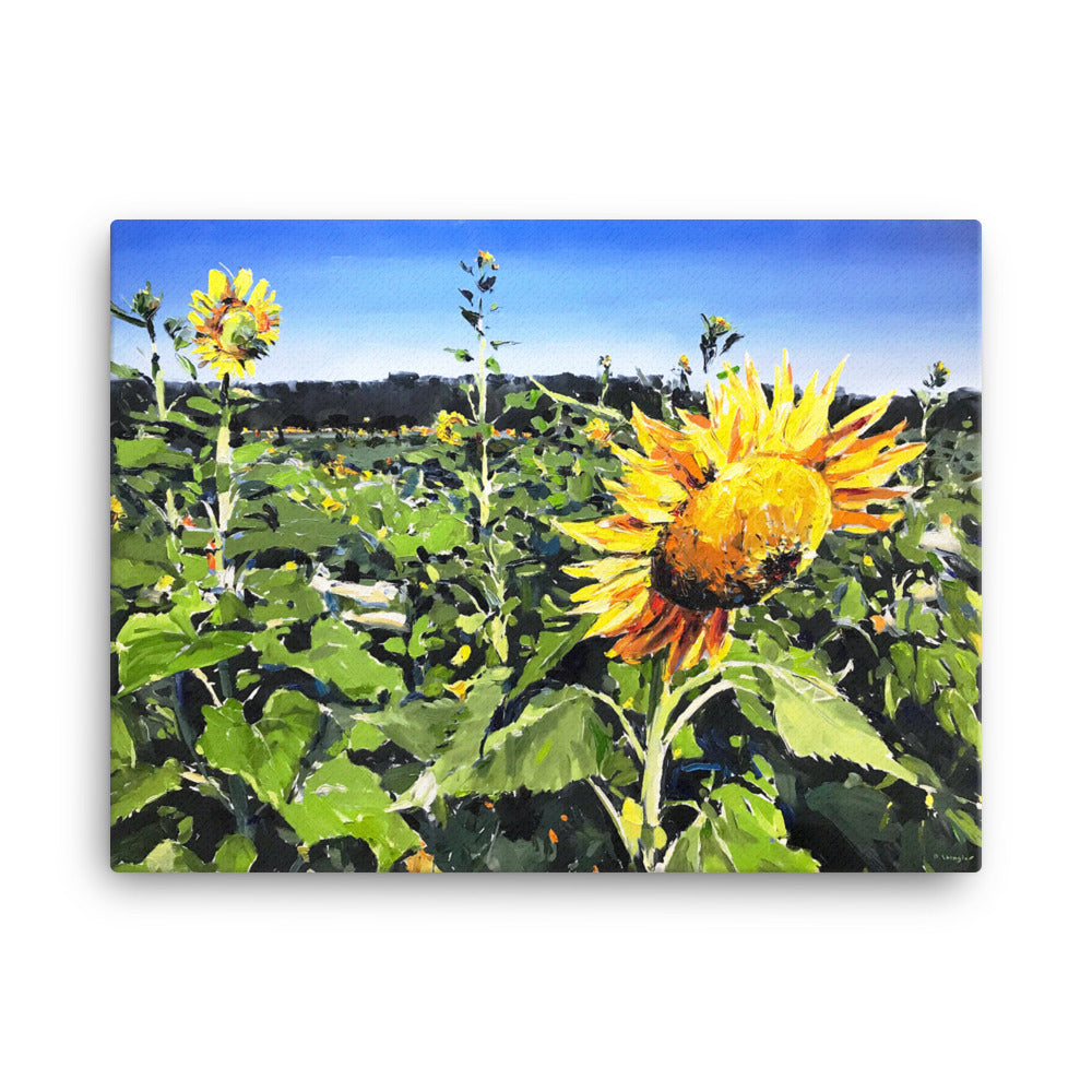'Sunflower Field. NC' -2019