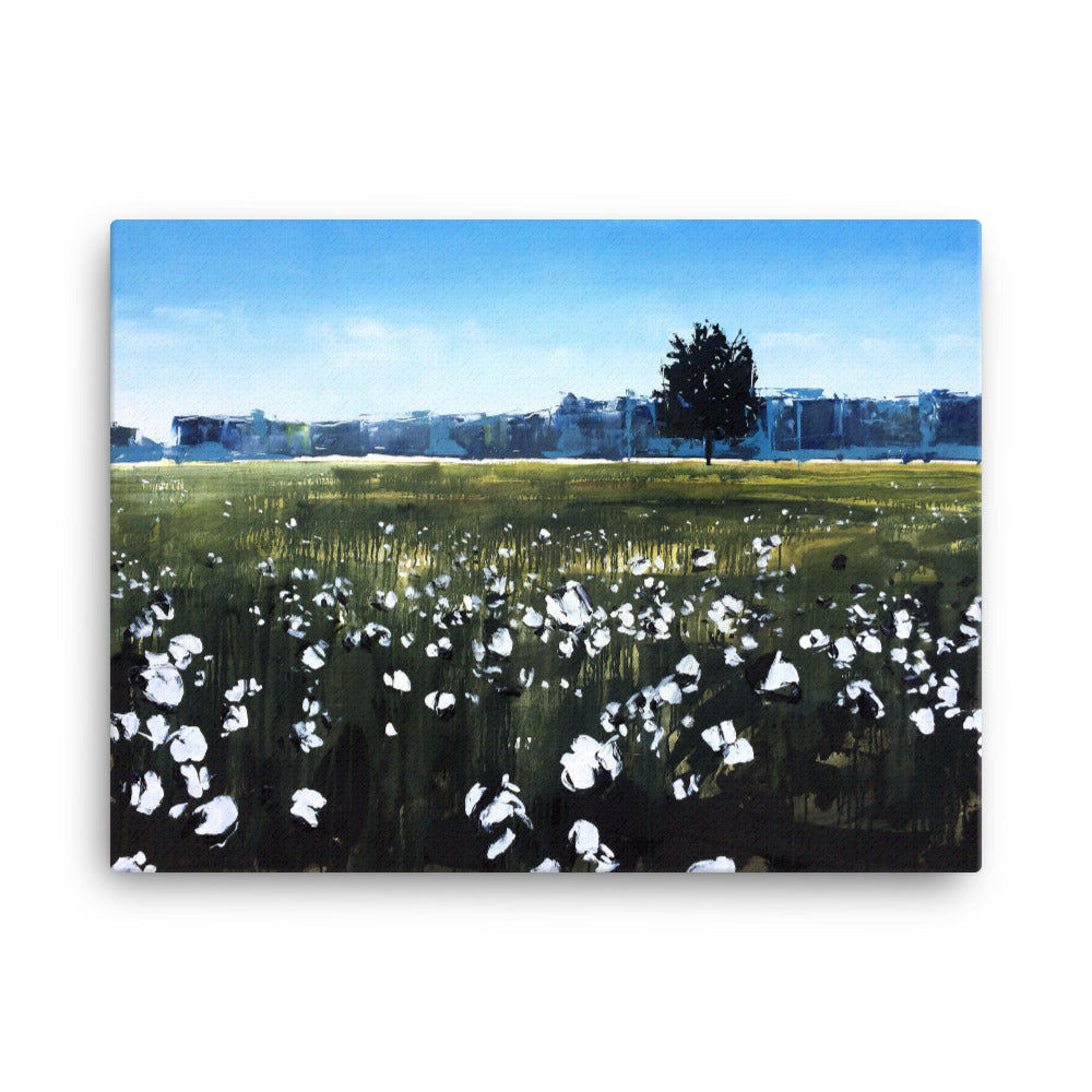 'Cotton Field. NC' -2014