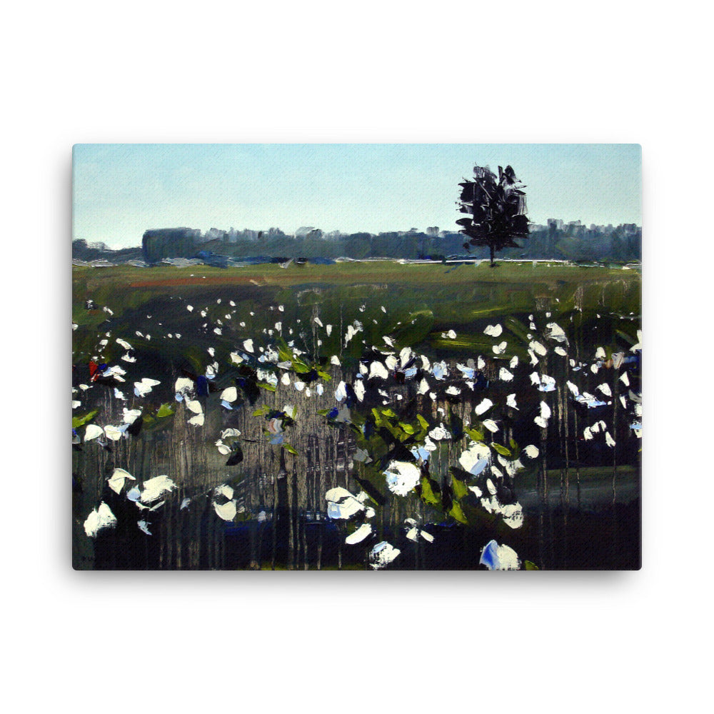 'Cotton Field. NC' -2016