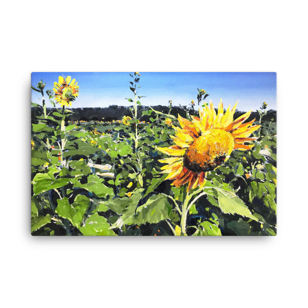 'Sunflower Field. NC' -2019