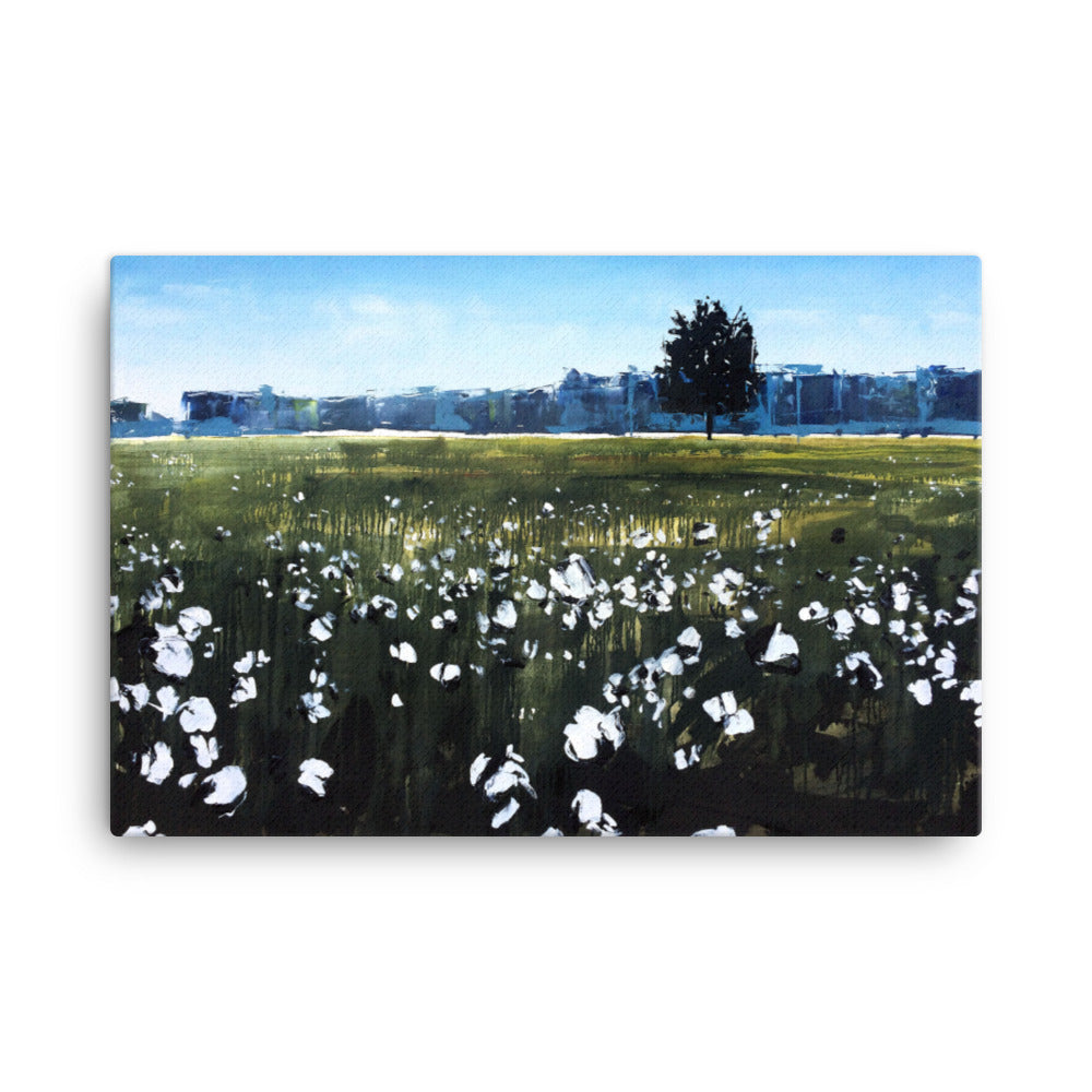 'Cotton Field. NC' -2014