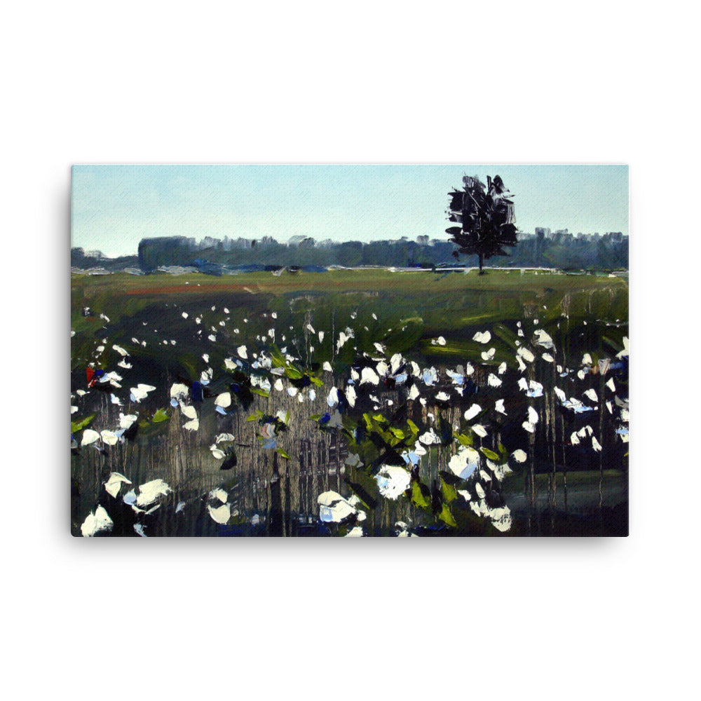 'Cotton Field. NC' -2016