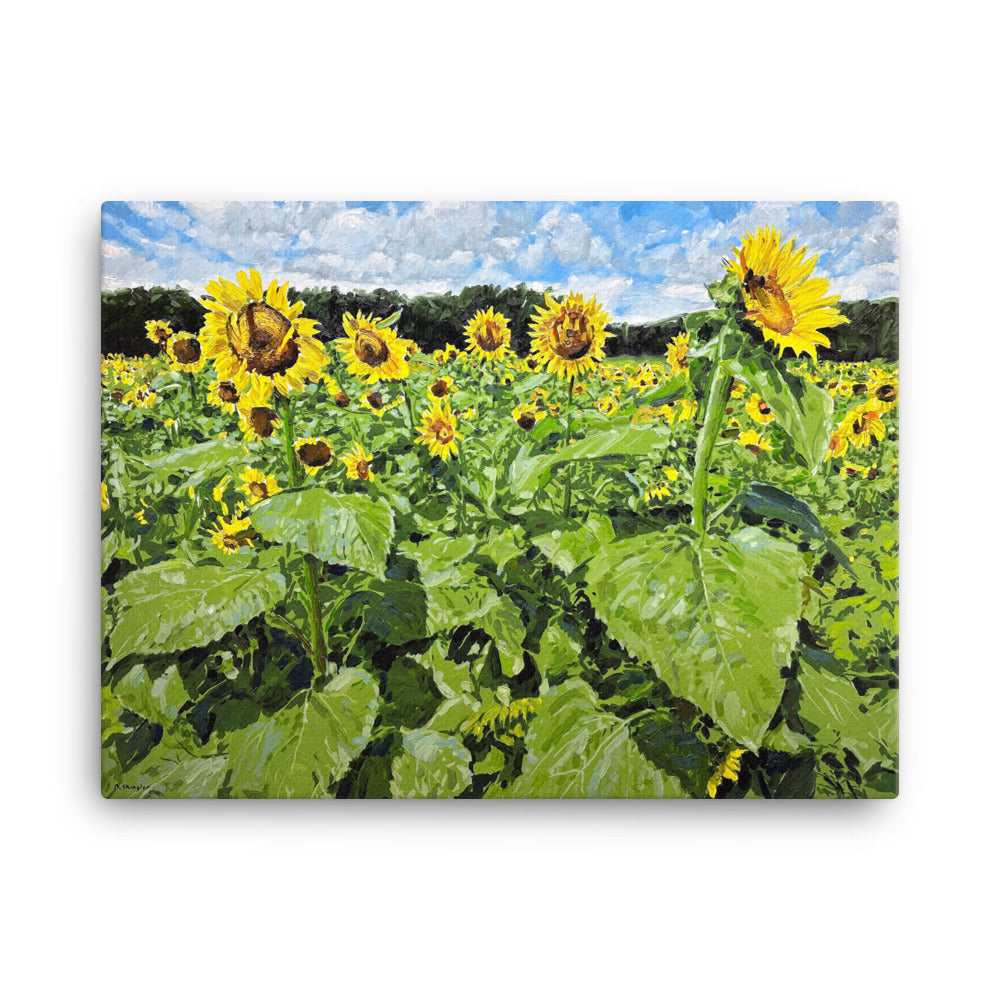 'Sunflower Field. Dorthia Dix Park. Raleigh, NC'