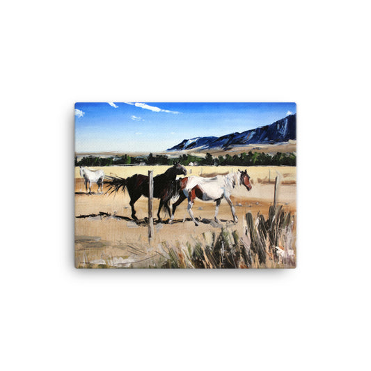 'Dancing Horses. Montana' -2018