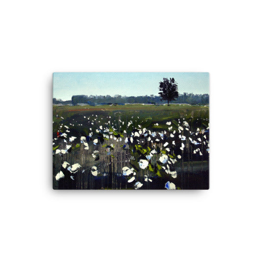 'Cotton Field. NC' -2016